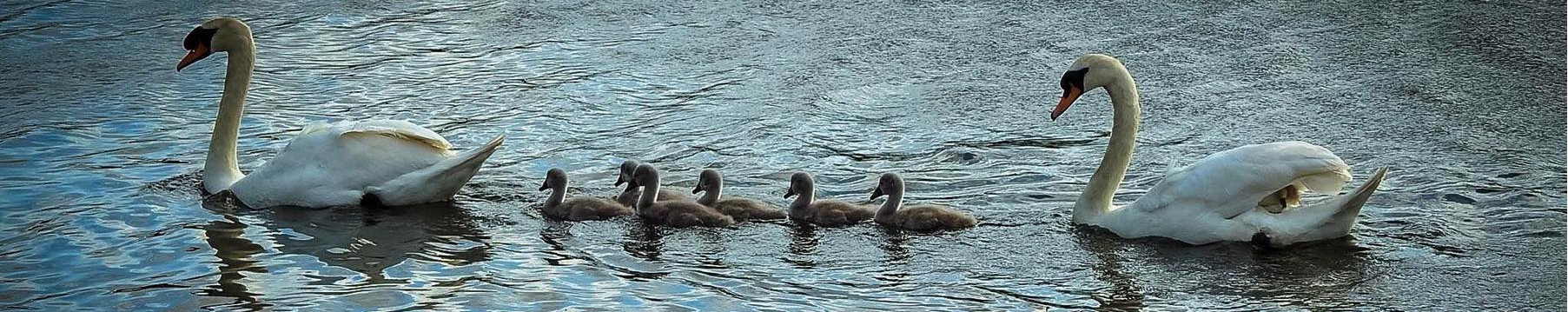 A family of swans swim down a calm river. Photo by Trevor Liddell